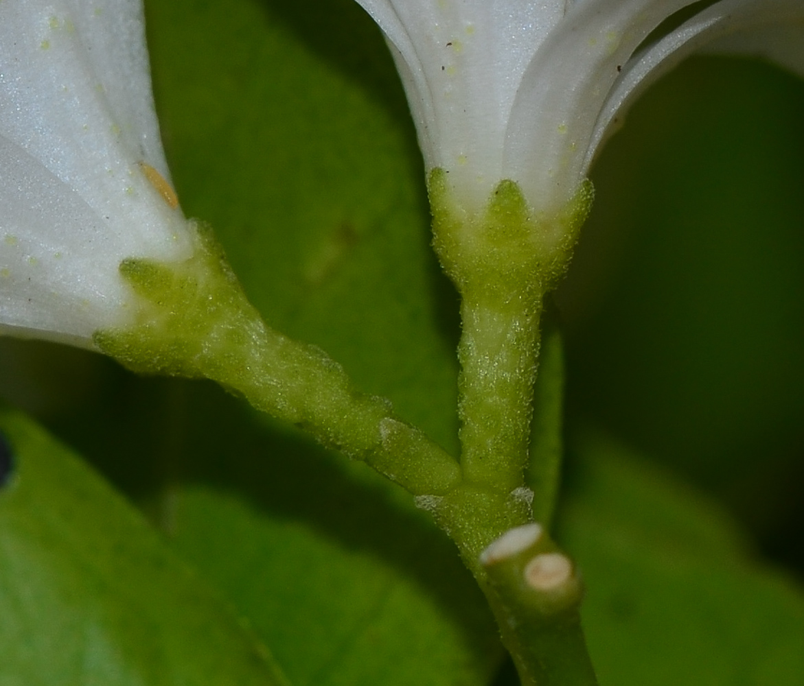 Image of Murraya paniculata specimen.