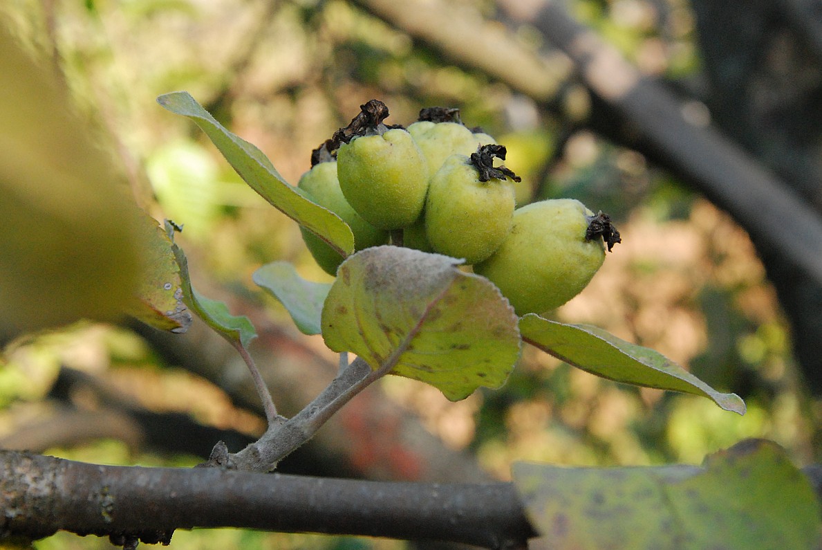 Image of Malus domestica specimen.