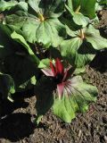 Trillium chloropetalum разновидность giganteum. Цветущие растения. Великобритания, Шотландия, Эдинбург, Royal Botanic Garden Edinburgh. 4 апреля 2008 г.