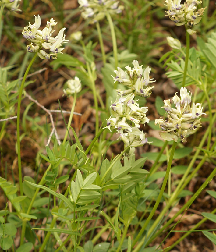 Изображение особи Astragalus laceratus.