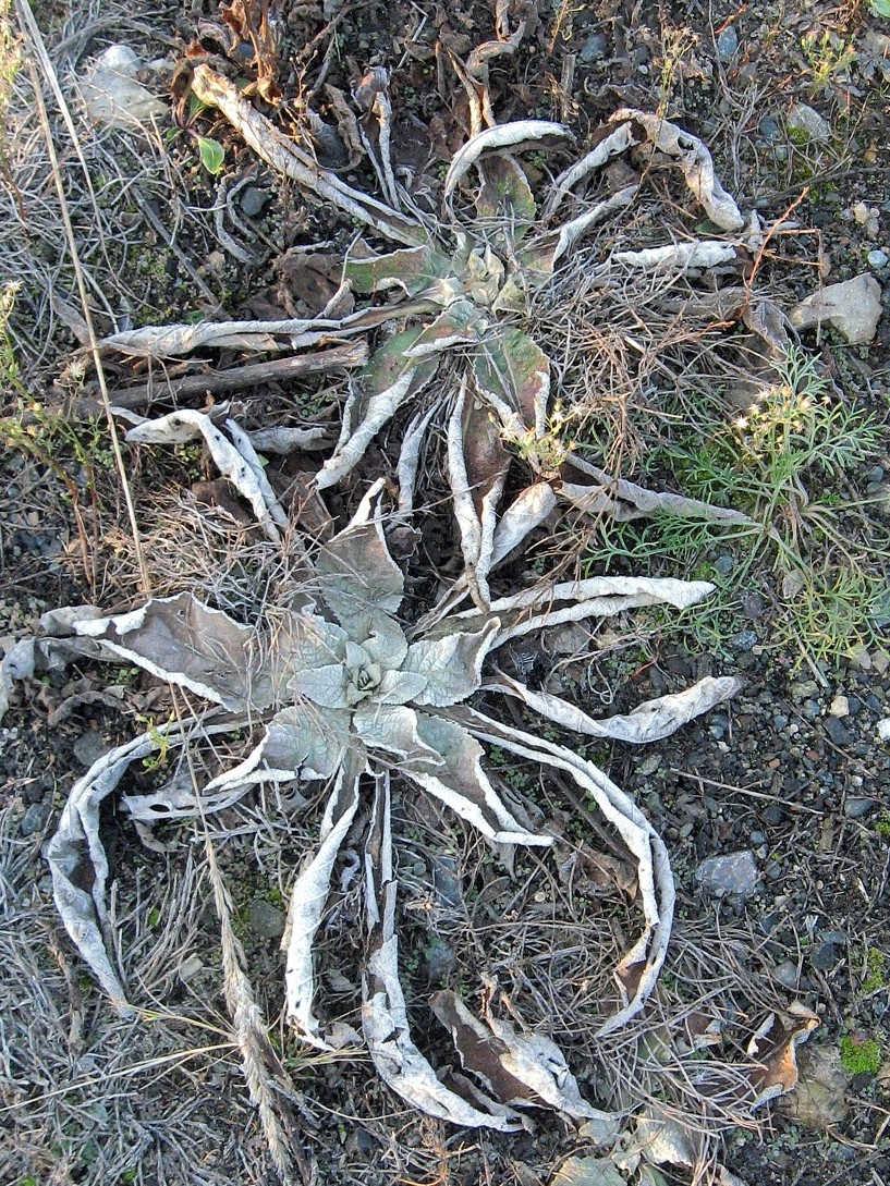 Image of Verbascum lychnitis specimen.