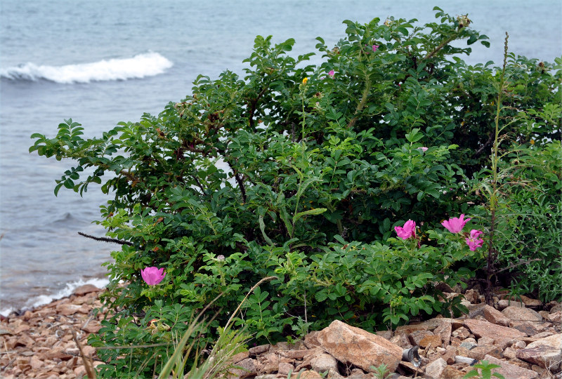 Изображение особи Rosa rugosa.