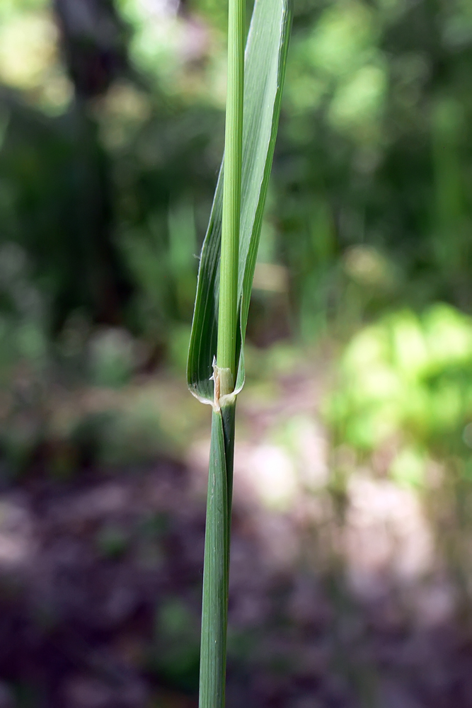 Изображение особи Phleum pratense.