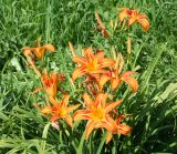 Hemerocallis fulva. Верхушка цветущего растения. Восточный Казахстан, г. Усть-Каменогорск, парк (в культуре). 29.07.2012.