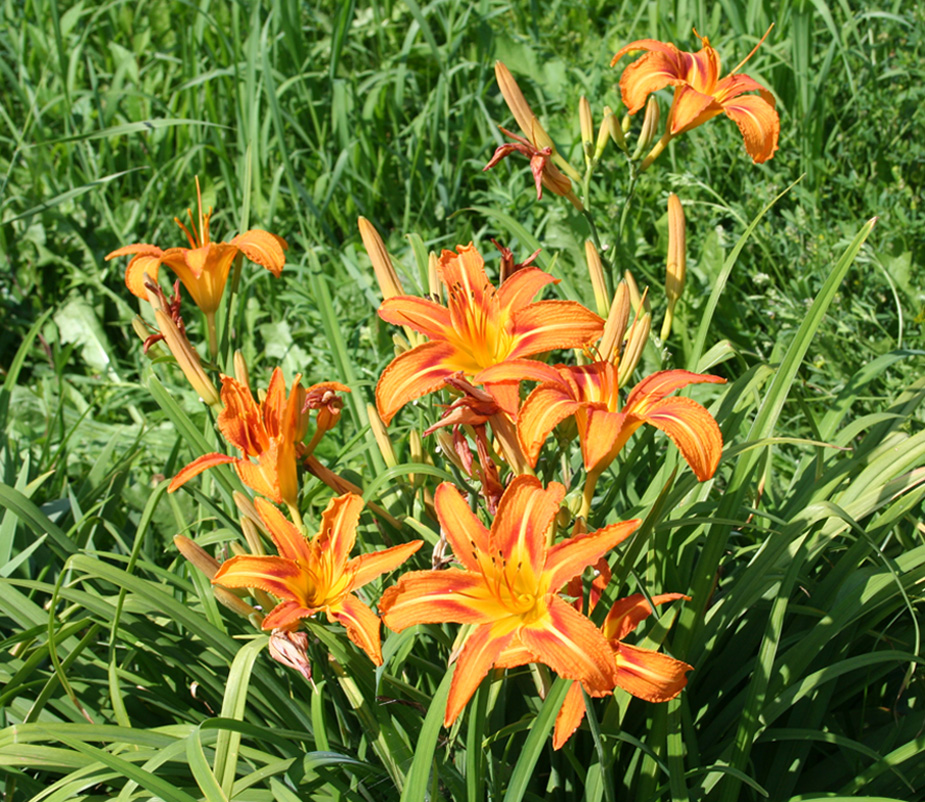 Image of Hemerocallis fulva specimen.