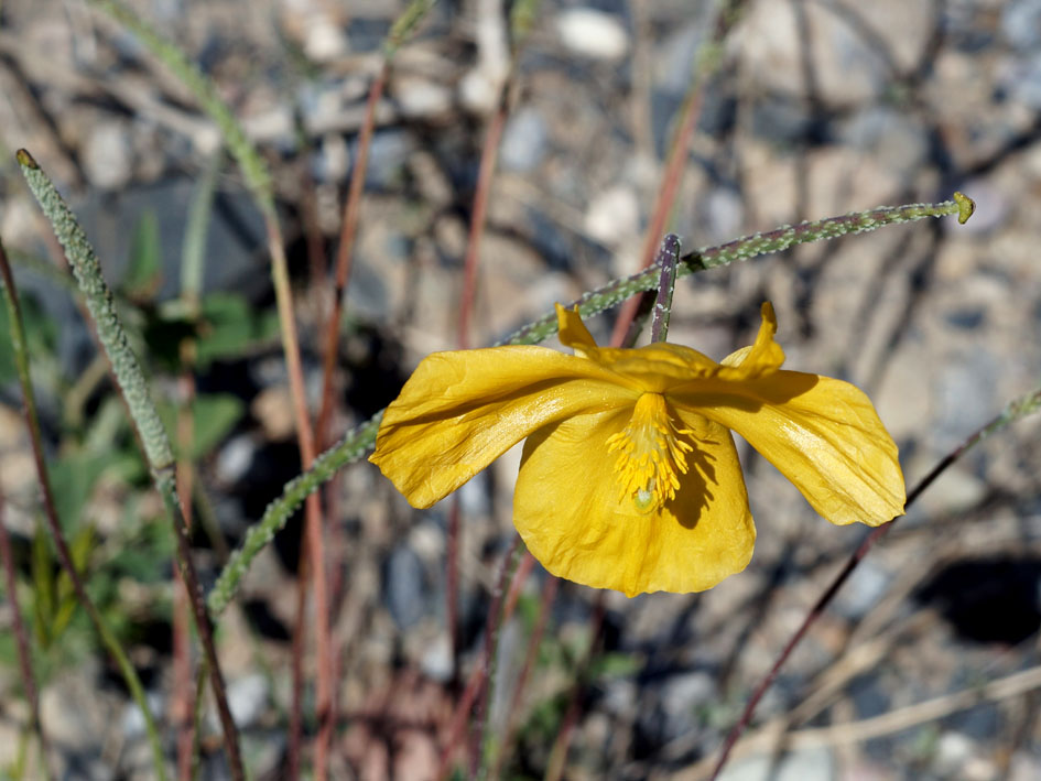 Изображение особи Glaucium squamigerum.