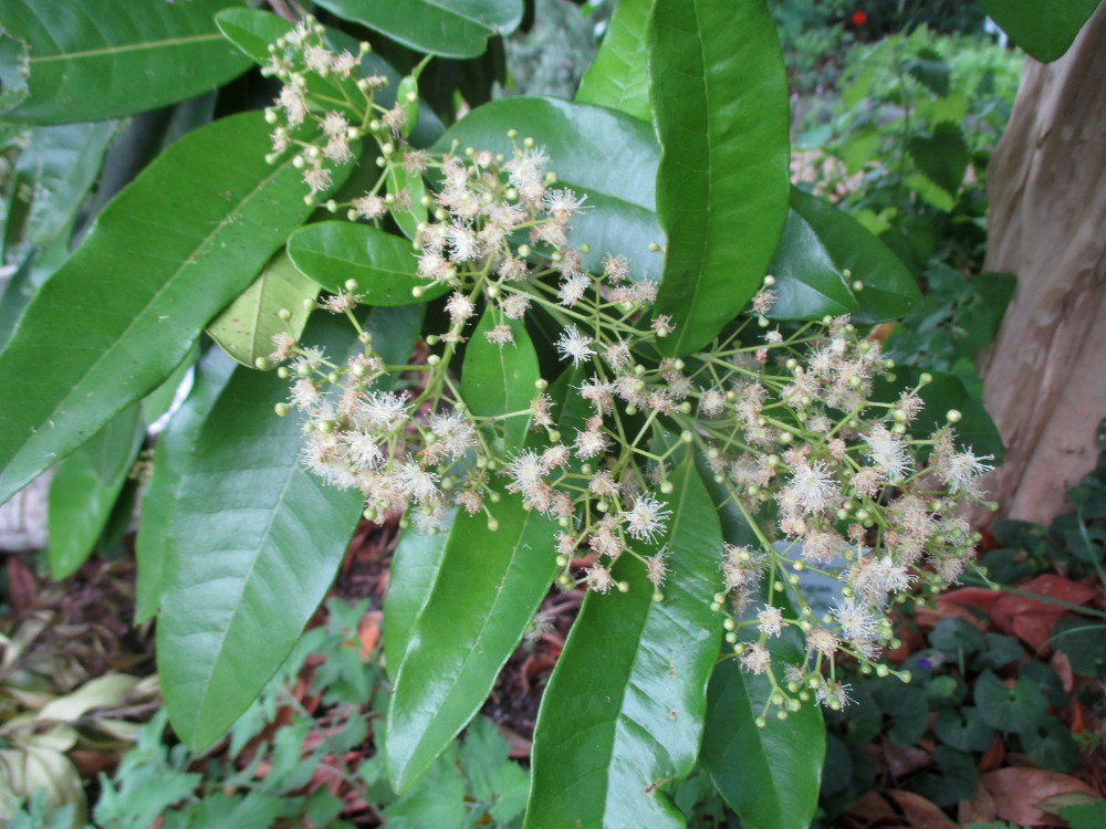 Изображение особи Pimenta dioica.