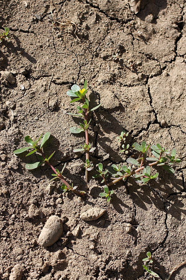 Image of Portulaca oleracea specimen.