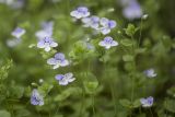 Veronica filiformis