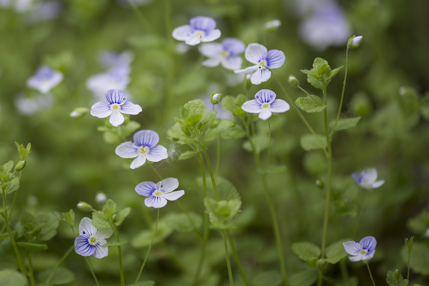 Изображение особи Veronica filiformis.