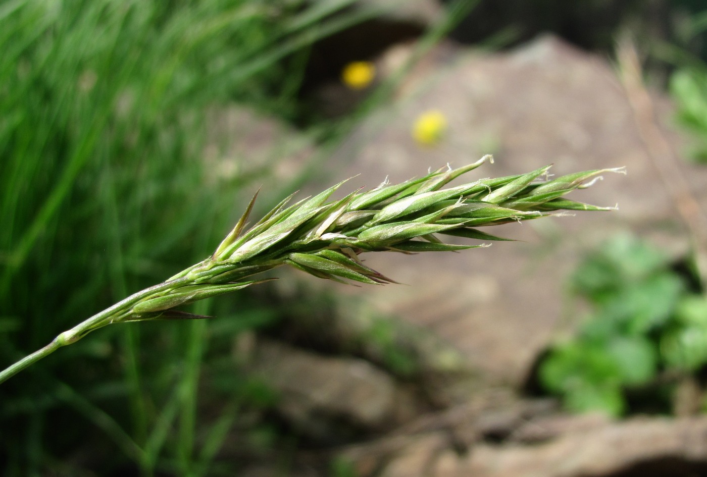 Изображение особи Anthoxanthum alpinum.