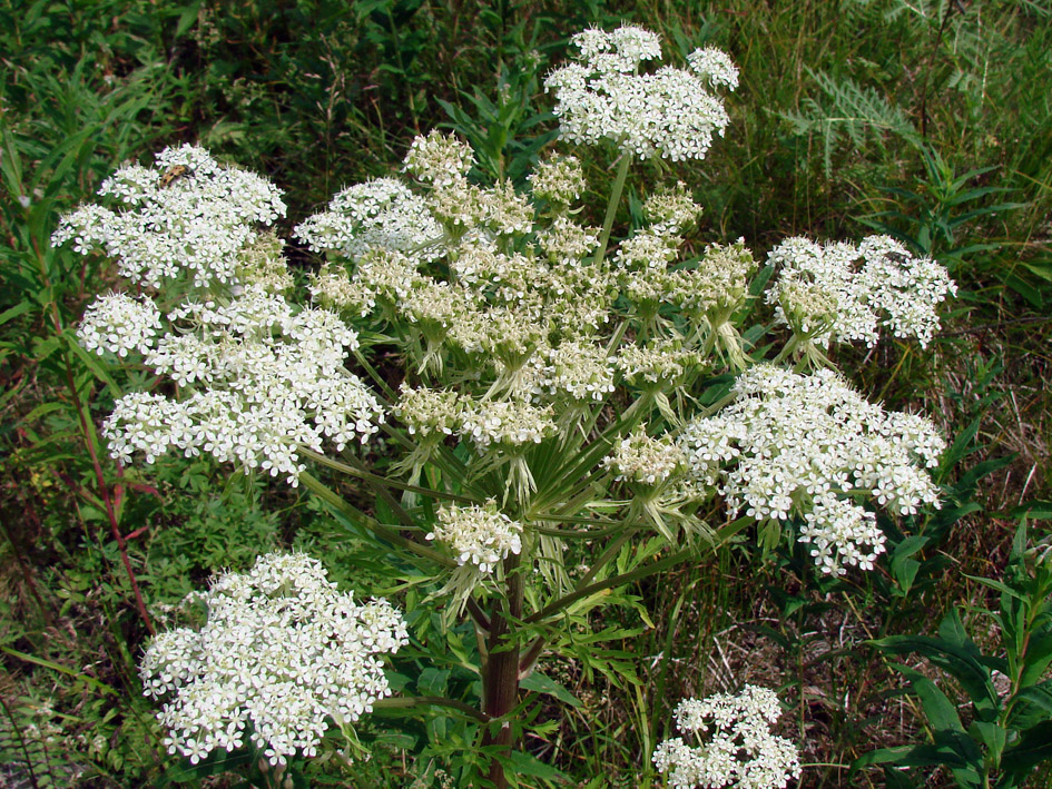 Изображение особи Pleurospermum uralense.