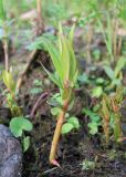 Naumburgia thyrsiflora