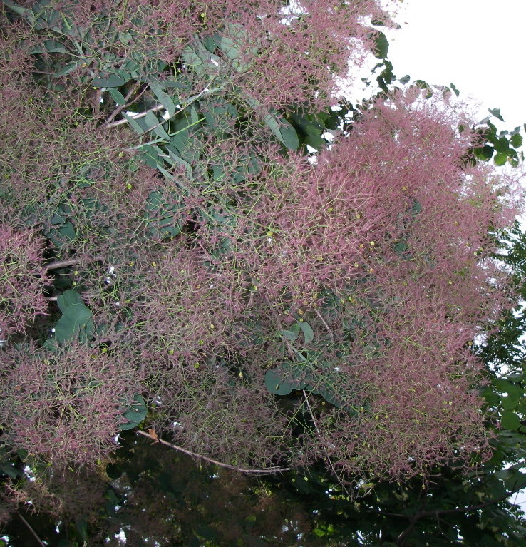Image of Cotinus coggygria specimen.
