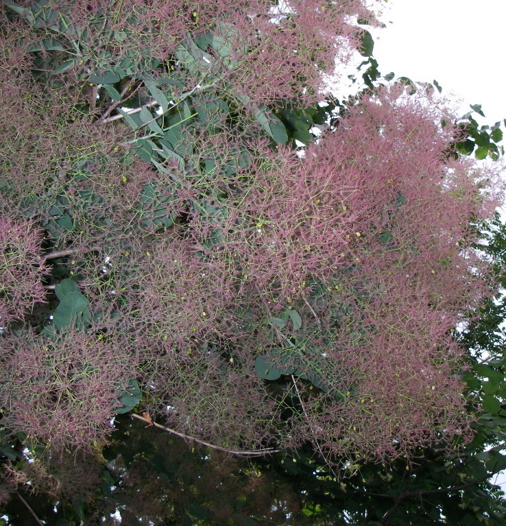 Изображение особи Cotinus coggygria.