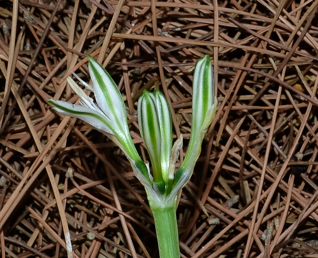 Изображение особи Vagaria parviflora.