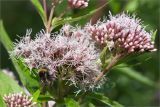 Eupatorium cannabinum