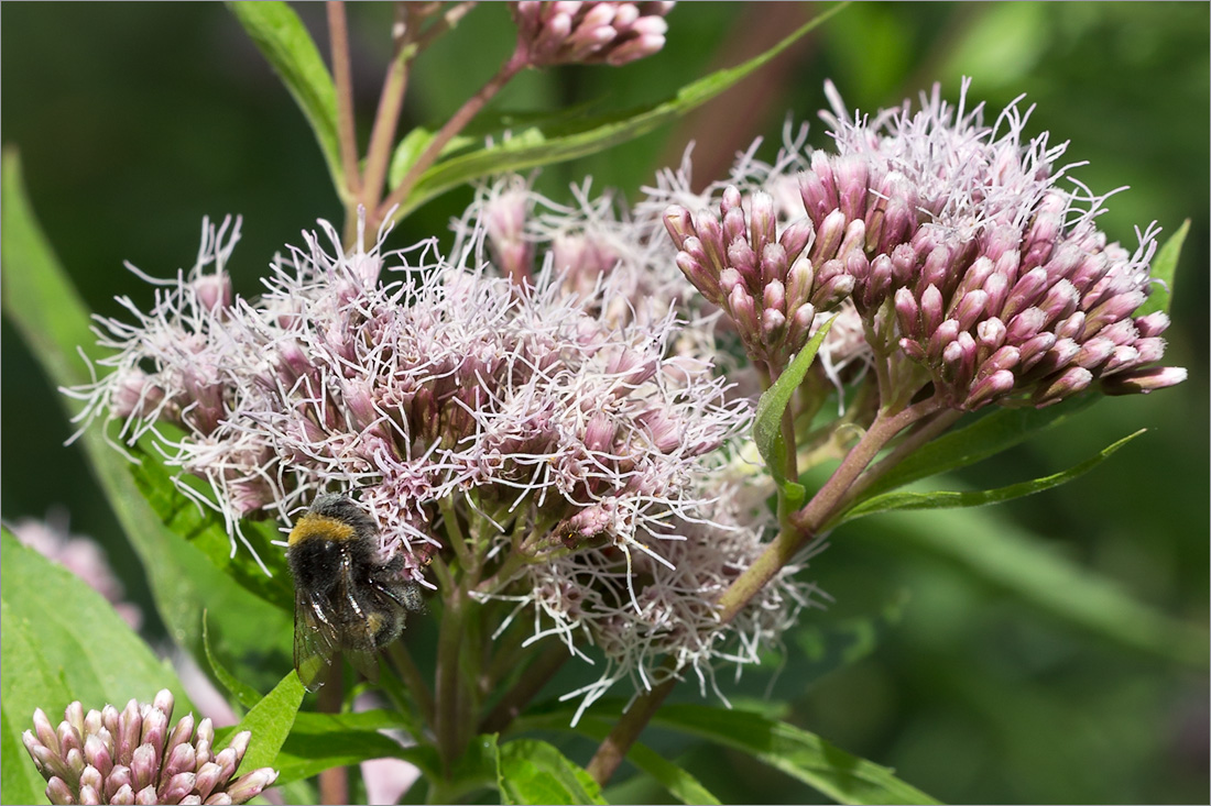 Изображение особи Eupatorium cannabinum.