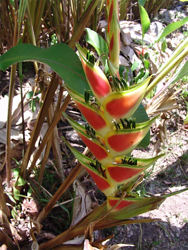 Изображение особи Heliconia stricta.