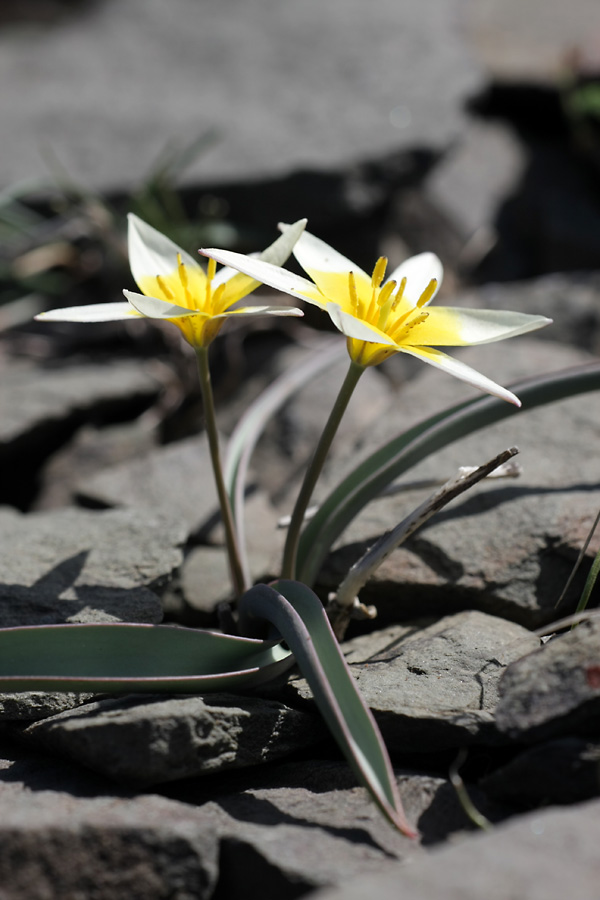 Image of Tulipa orthopoda specimen.