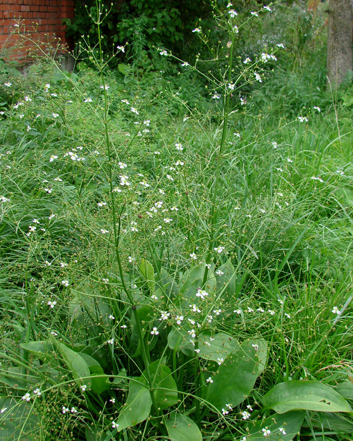 Изображение особи Alisma plantago-aquatica.