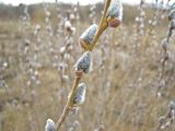 genus Salix