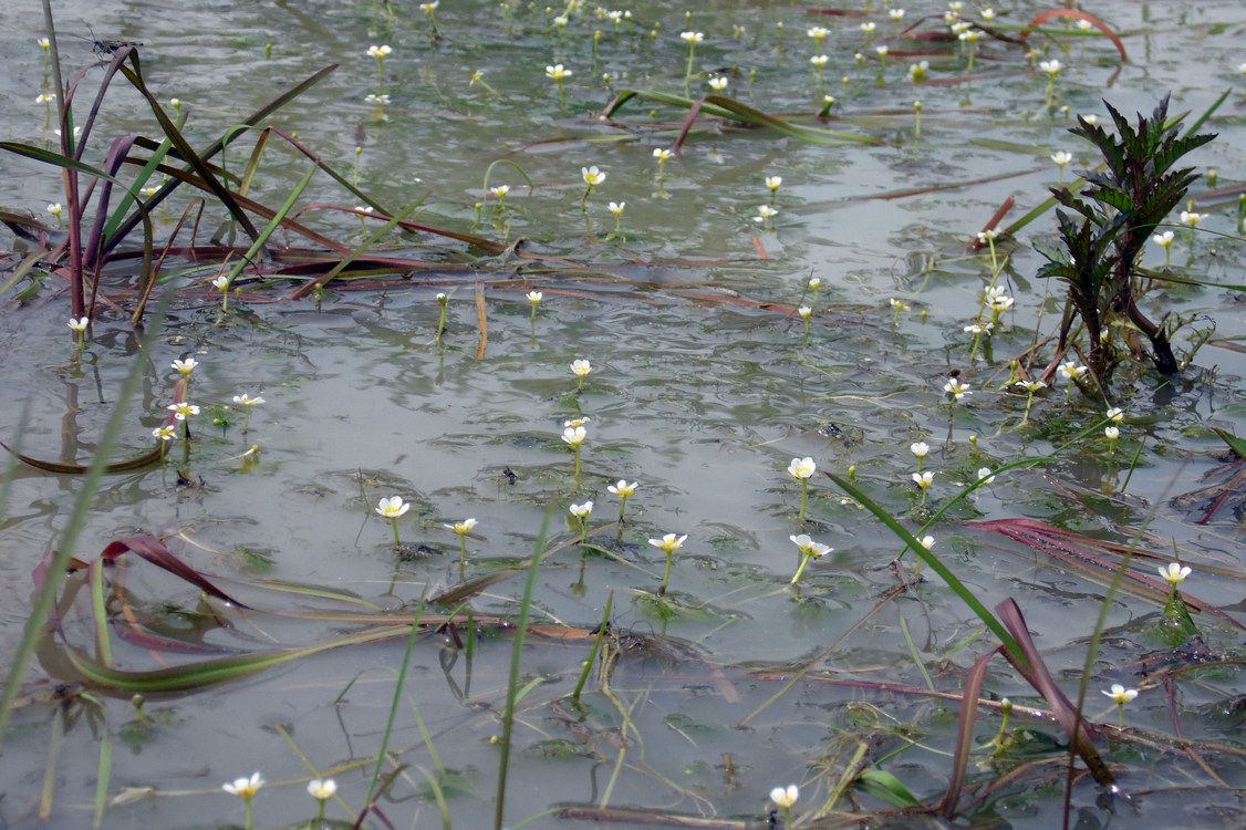 Image of Ranunculus rionii specimen.