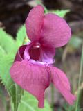 Impatiens glandulifera. Цветок. Свердловская обл., окр. г. Североуральск, опушка сосново-елового леса. 30.08.2007.