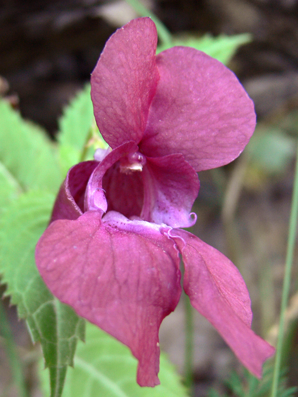 Image of Impatiens glandulifera specimen.