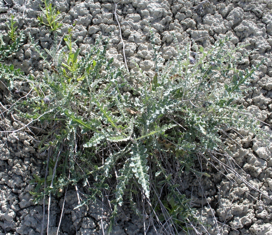 Image of Cousinia glandulosa specimen.