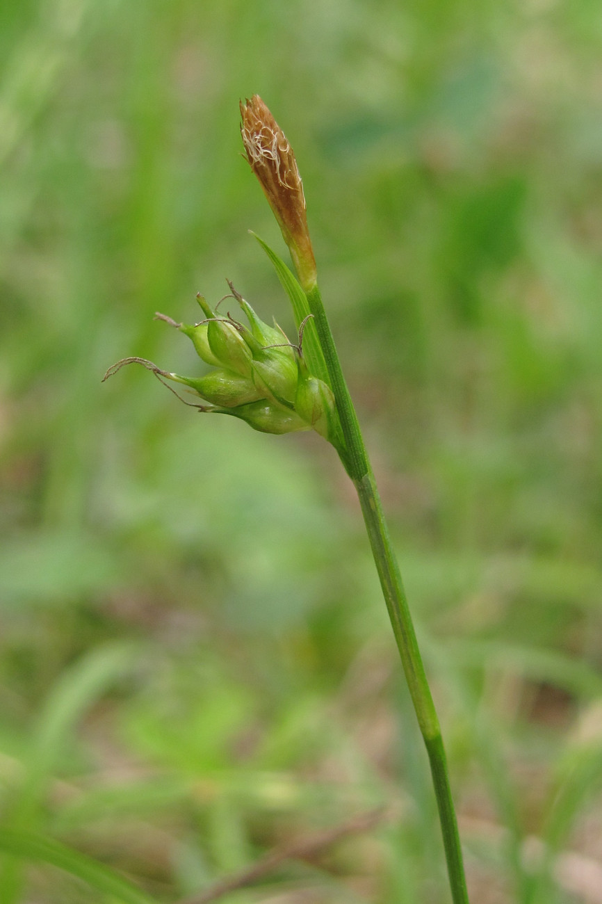 Image of Carex michelii specimen.