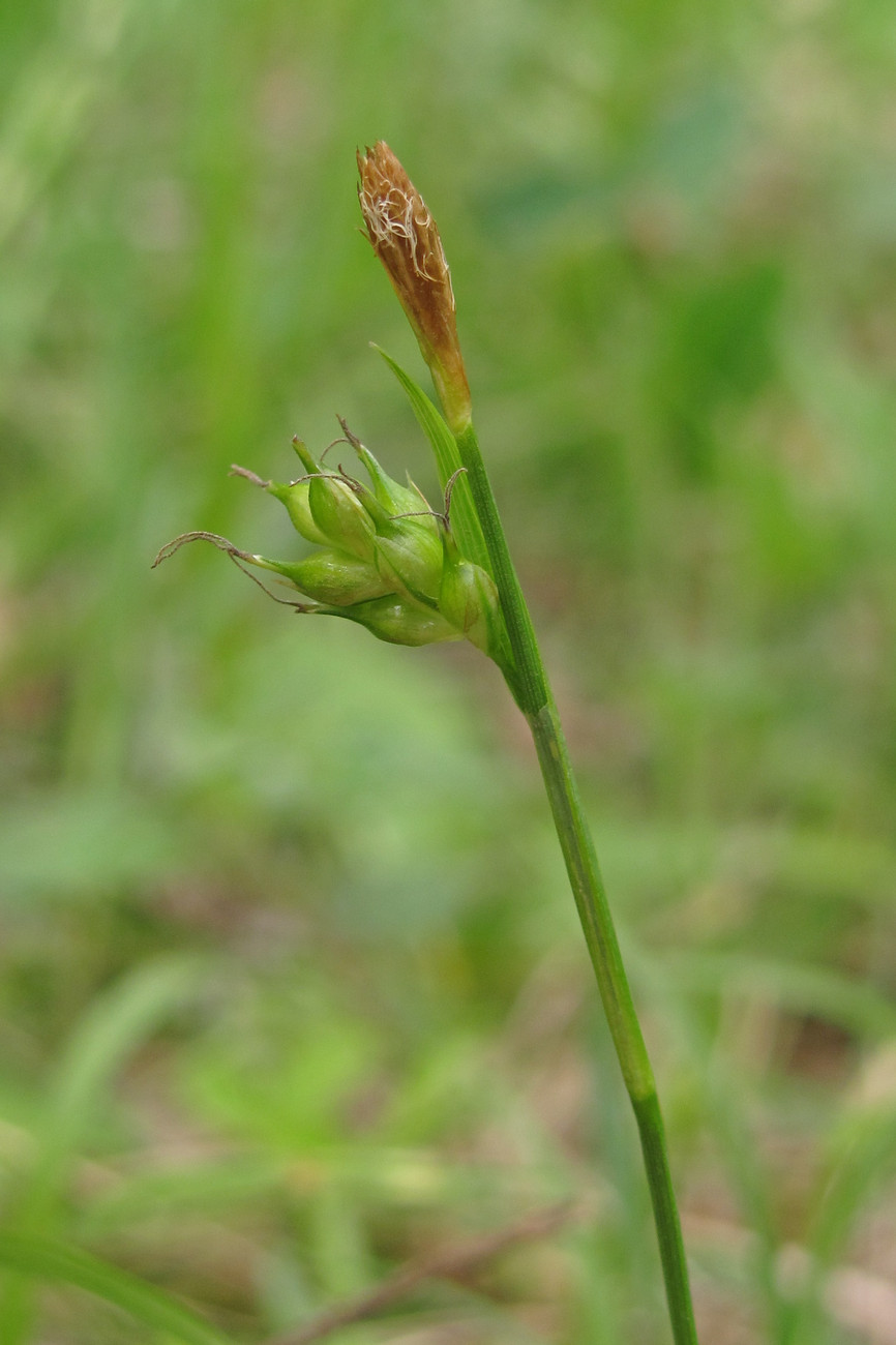 Image of Carex michelii specimen.