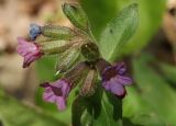 Pulmonaria obscura