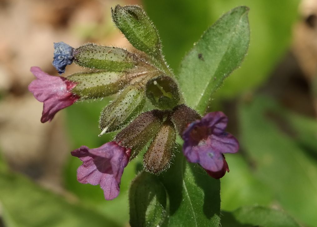 Image of Pulmonaria obscura specimen.