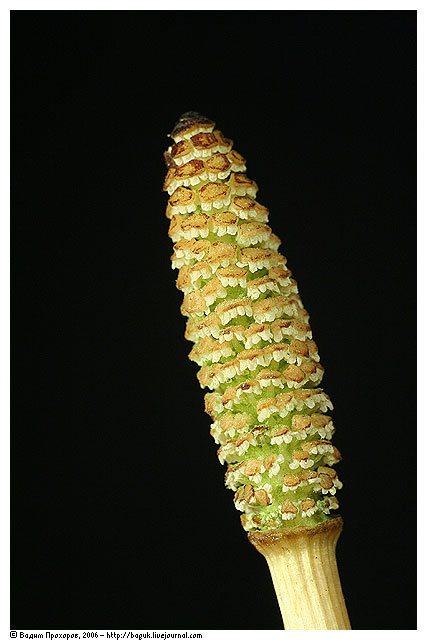 Image of Equisetum arvense specimen.