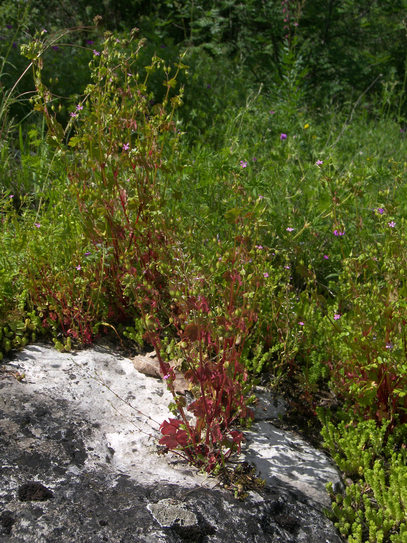 Изображение особи Geranium lucidum.