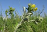 Potentilla argentea