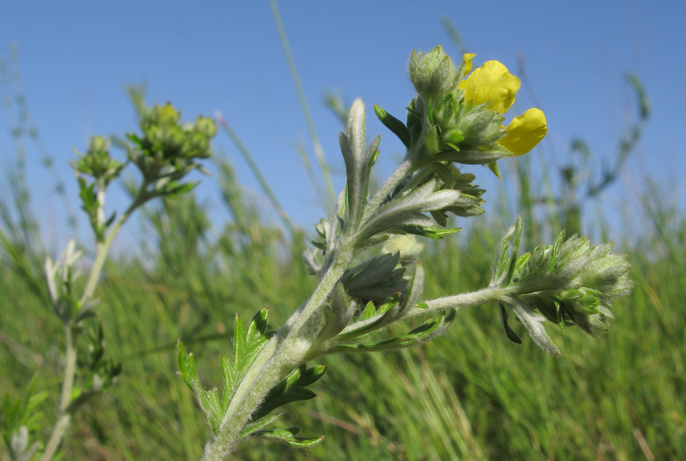 Изображение особи Potentilla argentea.