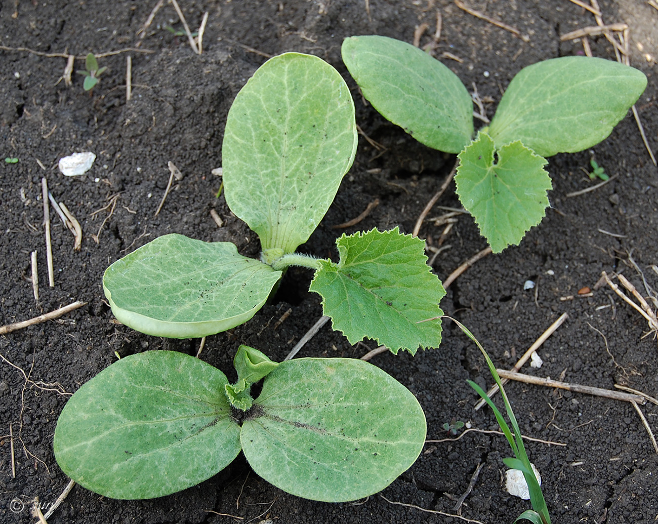 Image of Cucurbita pepo specimen.