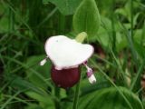 Cypripedium guttatum