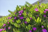 Carpobrotus acinaciformis. Цветущие растения у крепостной стены. Греция, о. Крит, Ретимно (Ρέθυμνο), подножие крепости Фортецца. 29.04.2014.