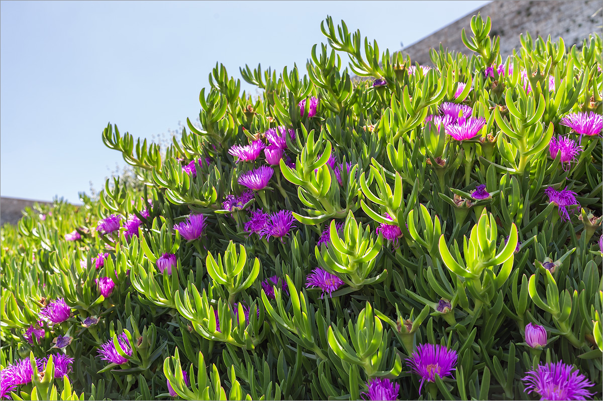 Image of Carpobrotus acinaciformis specimen.