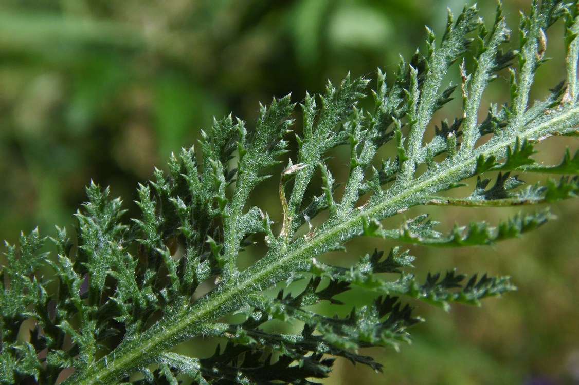 Image of Achillea millefolium specimen.