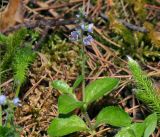 Veronica officinalis. Верхушка цветущего растения. Владимирская обл., Ковровский р-н, окр. дер. Митино, сосновый лес. 25.06.2016.