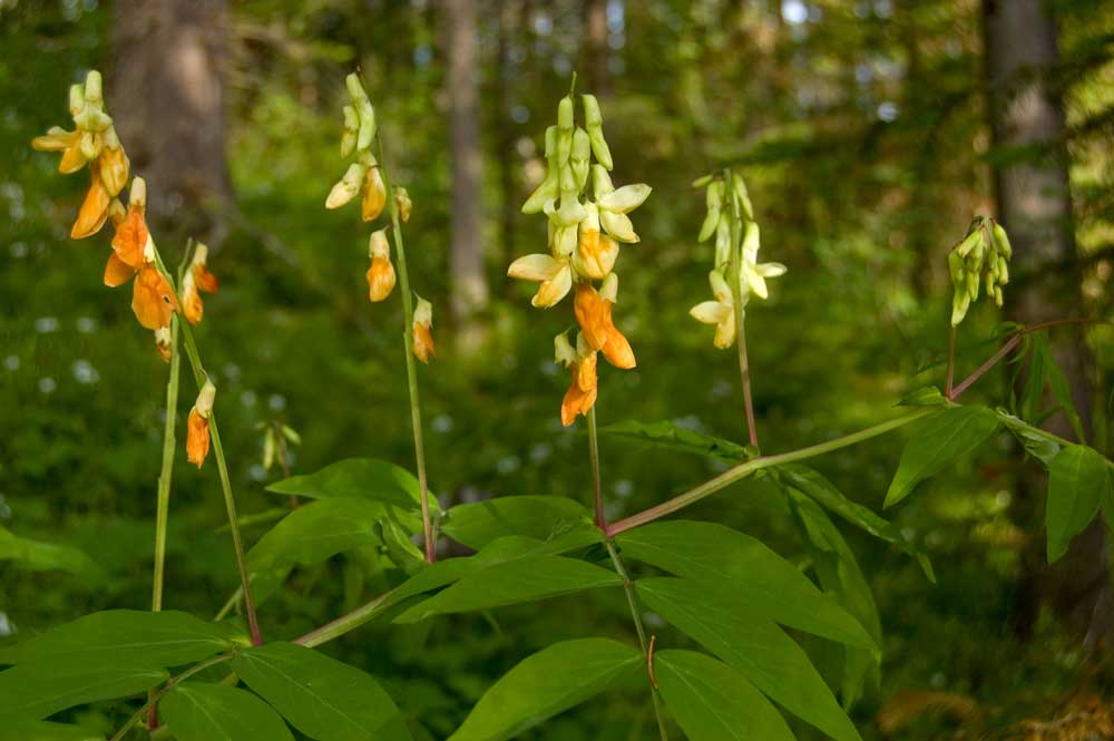 Изображение особи Lathyrus gmelinii.