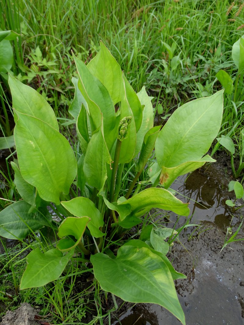 Image of Alisma plantago-aquatica specimen.