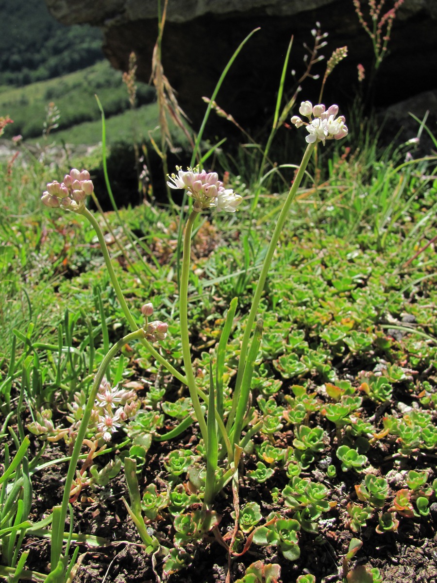 Изображение особи Allium denudatum.