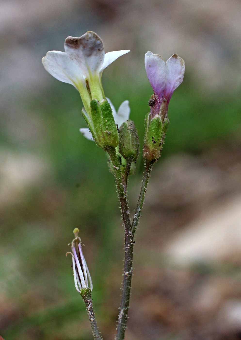 Image of Parrya albida specimen.