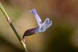 Astragalus austriacus. Цветок. Татарстан, Новошешминский р-н, остепненный луг на увале в окр. села Татарское Утяшкино. 4 июля 2016 г.