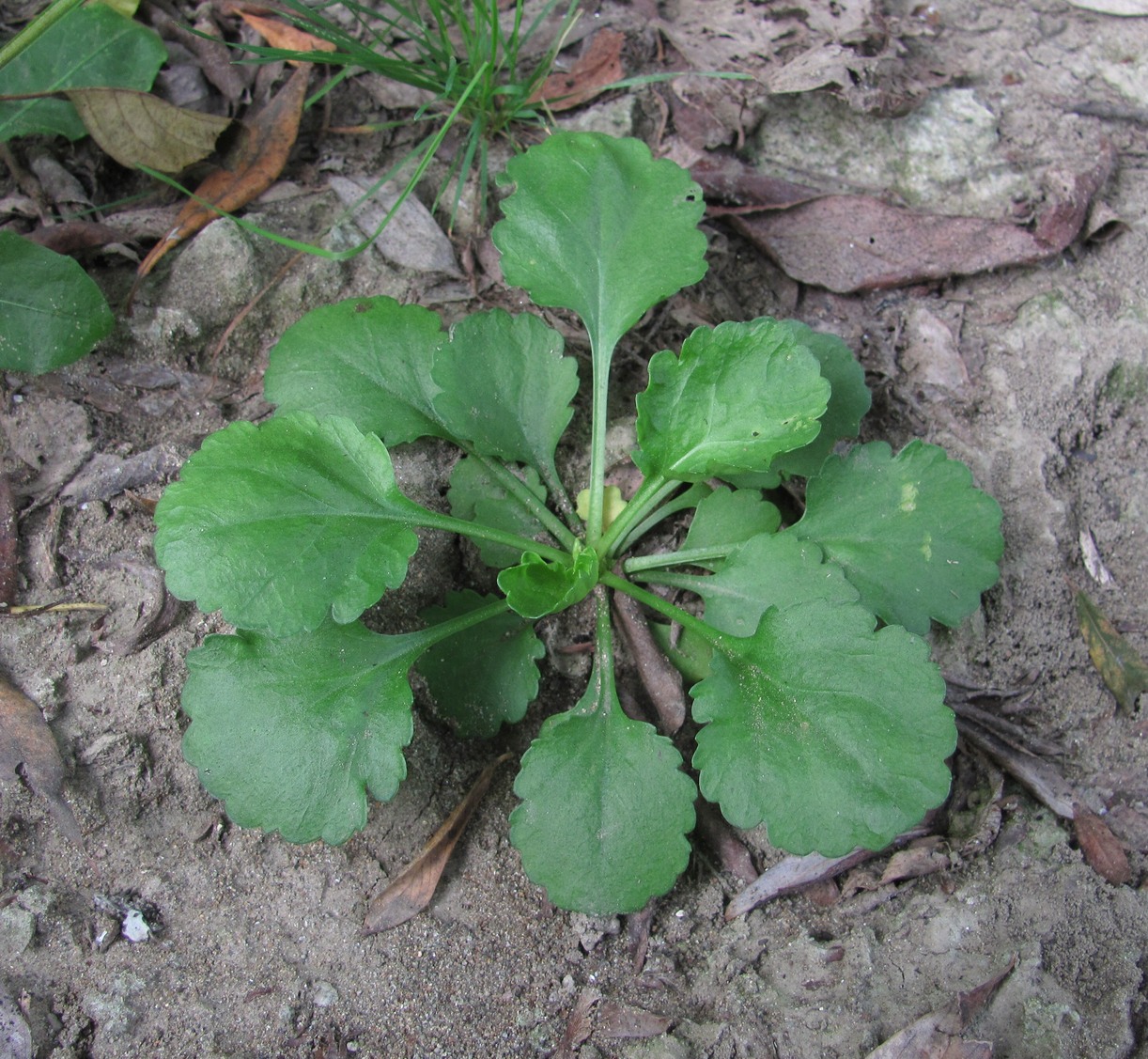 Image of Leucanthemum vulgare specimen.